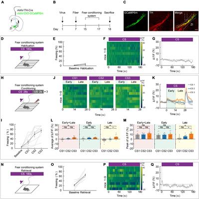 A zona incerta-basomedial amygdala circuit modulates aversive expectation in emotional stress-induced aversive learning deficits